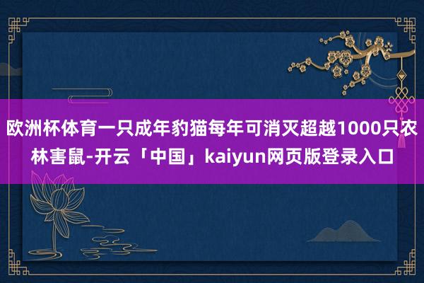 欧洲杯体育一只成年豹猫每年可消灭超越1000只农林害鼠-开云「中国」kaiyun网页版登录入口